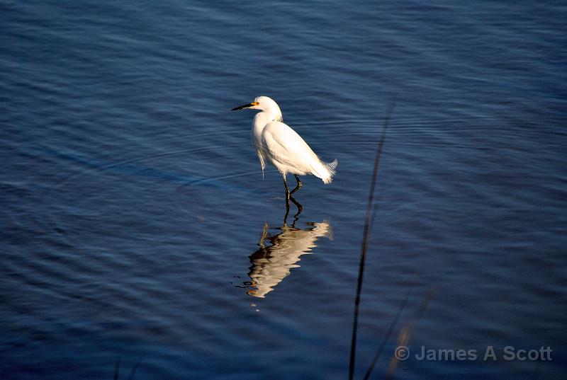 Florida 151b.jpg - Snowy Egret Cedar Key, Florida February 2010